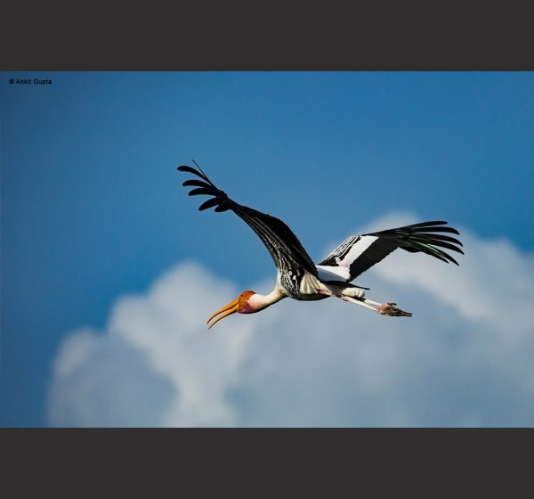 Wildlife Photography - Ankit Gupta