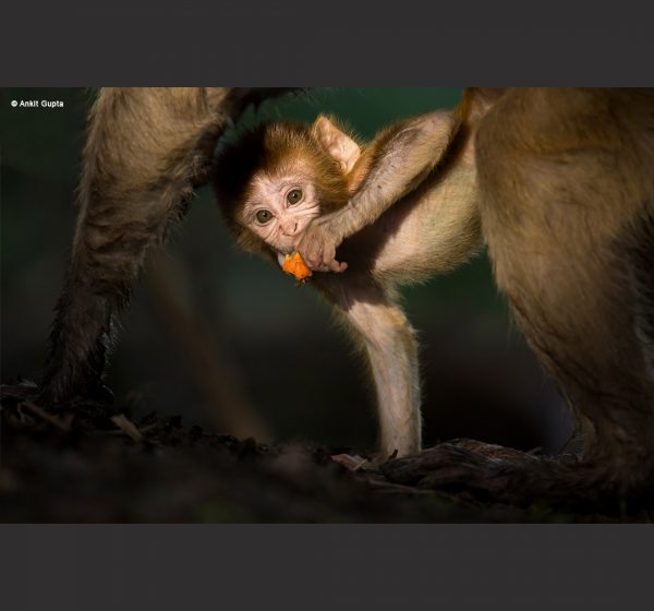 Wildlife Photography - Ankit Gupta